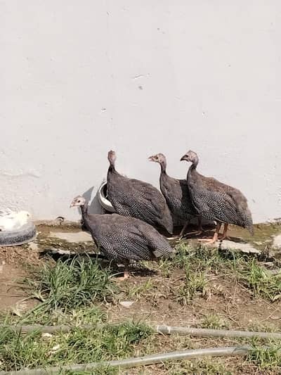 Gena fowl tetri