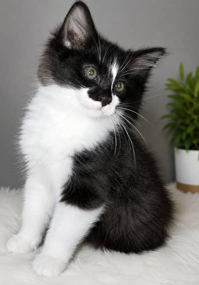 kittens