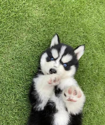Siberian husky puppies 0330*5406*11*five