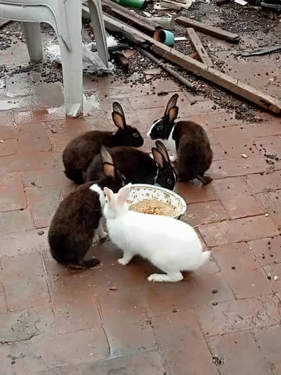 Rabbit male or female