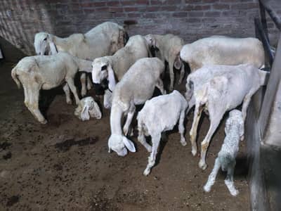 sheep male female