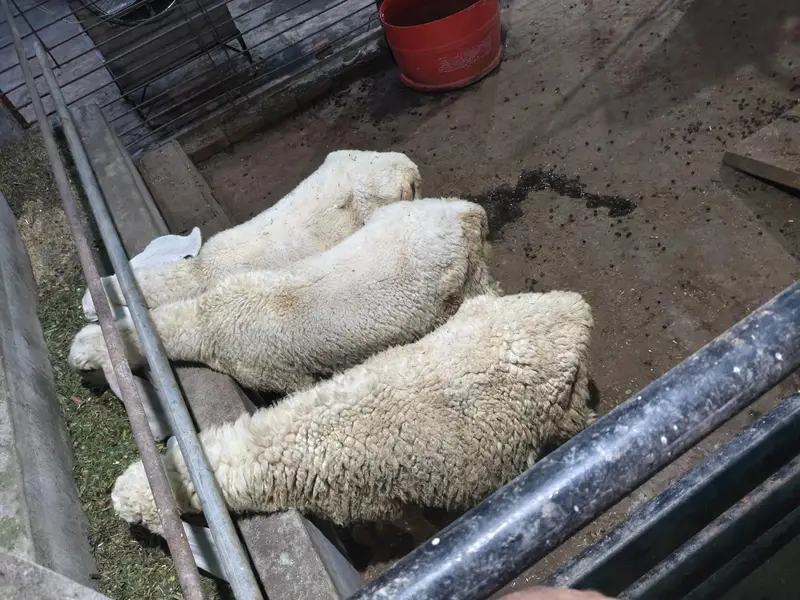 sheep male female — photo 2
