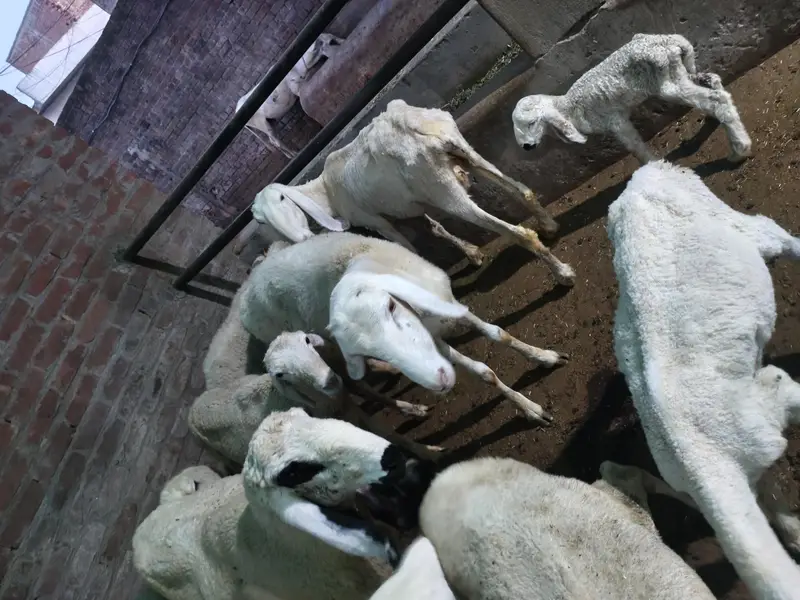 sheep male female — photo 3