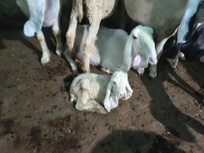 sheep male female — photo 4