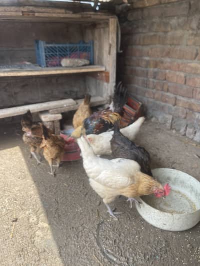 Dasi hens Egg lying