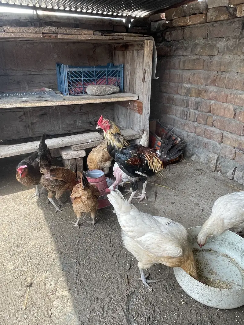 Dasi hens Egg lying — photo 2
