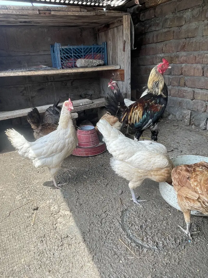 Dasi hens Egg lying — photo 3