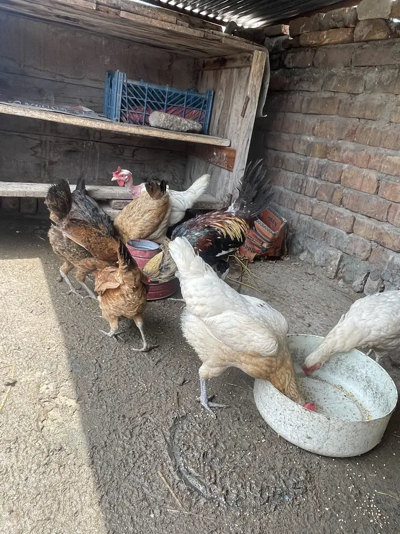 Dasi hens Egg lying — photo 4