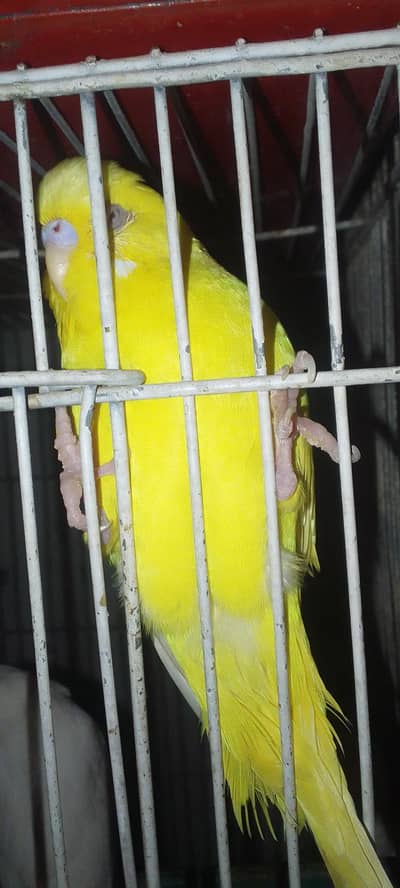 Red Eye Budgies Pair