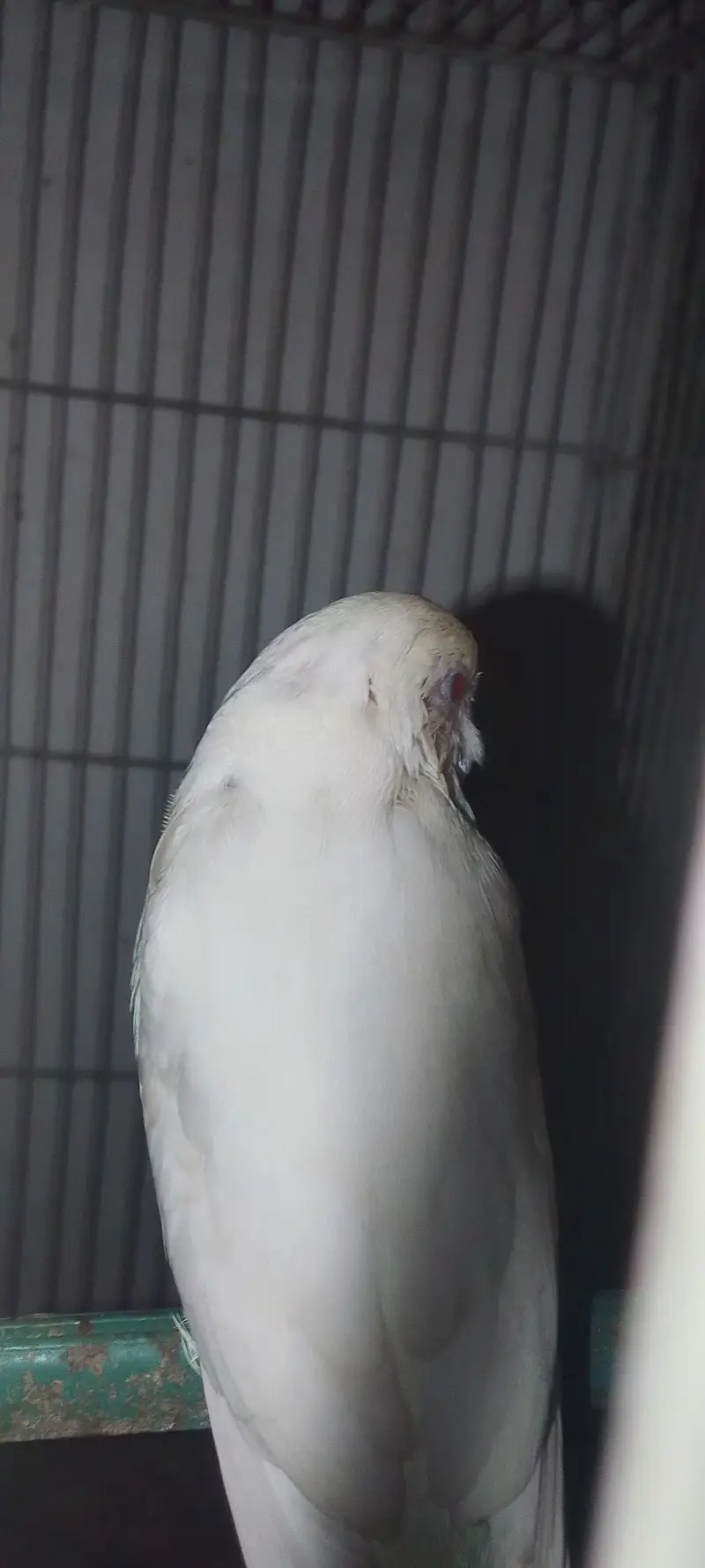 Red Eye Budgies Pair — photo 2