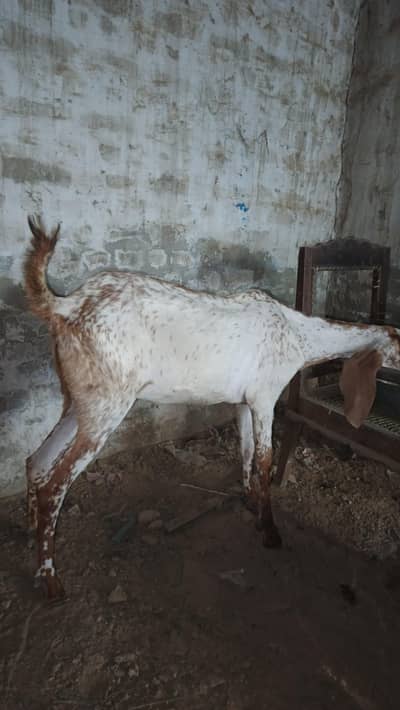 maki chini bakri available