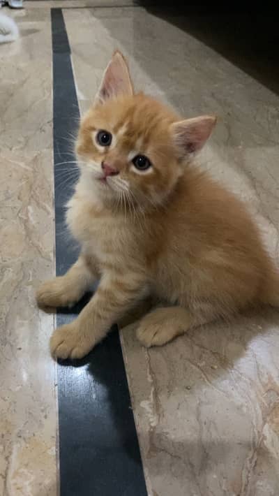 Healthy Male Persian Kitten for Sale