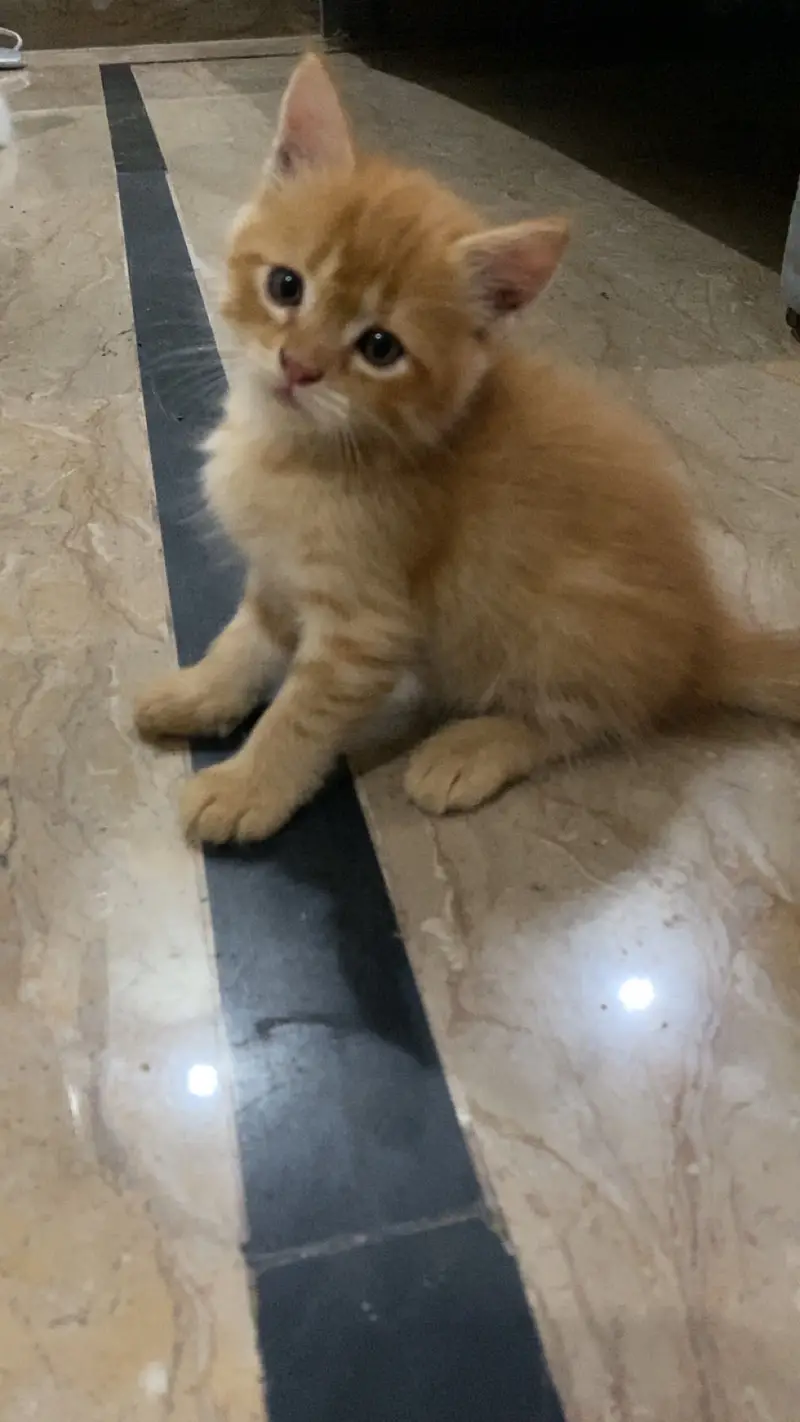 Healthy Male Persian Kitten for Sale — photo 2