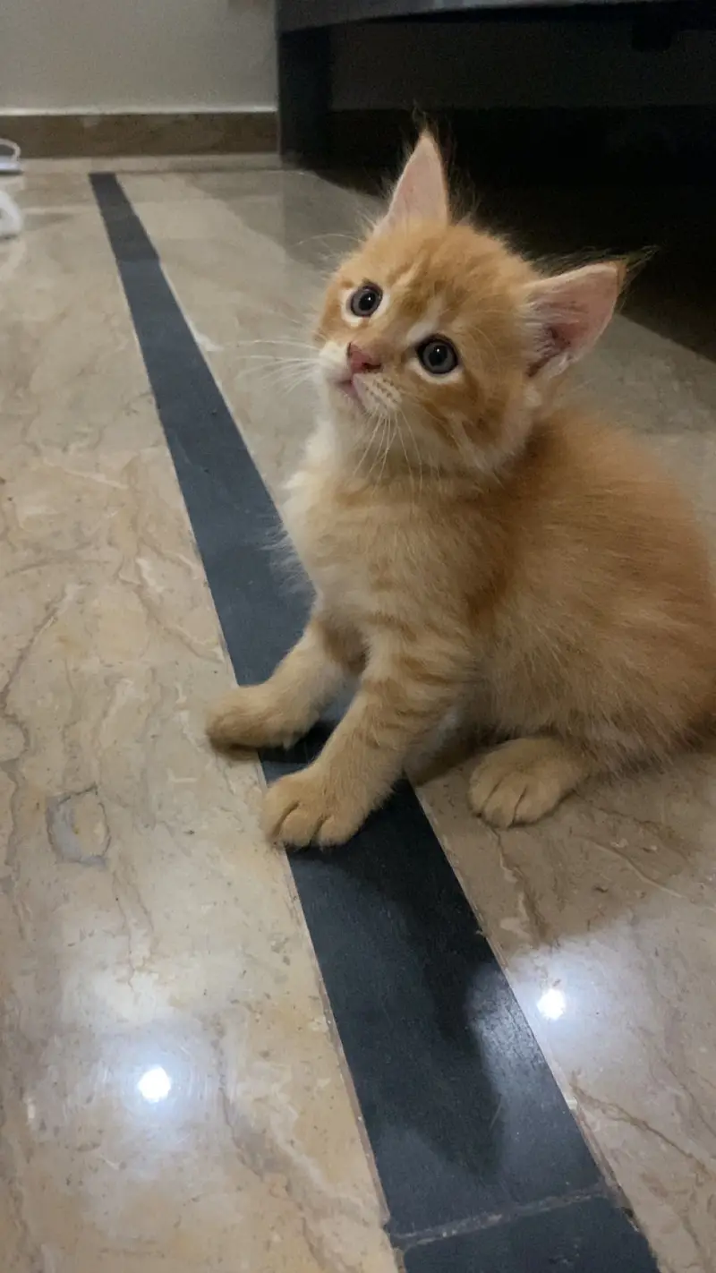 Healthy Male Persian Kitten for Sale — photo 3
