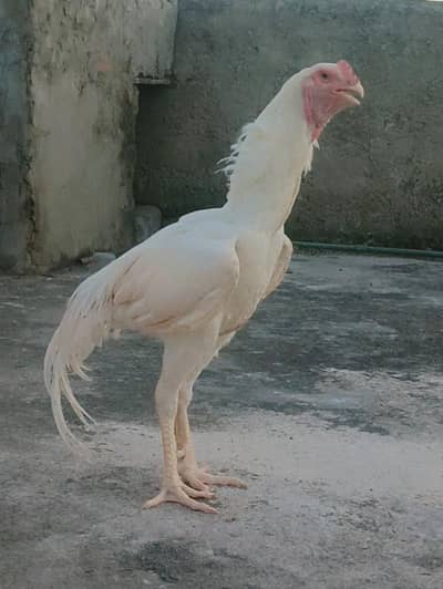 Shamo German Breed | Fertile Eggs, Chicks, Breeders for sale