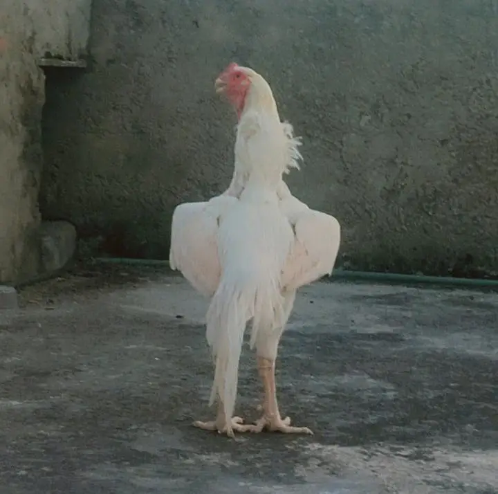 Shamo German Breed | Fertile Eggs, Chicks, Breeders for sale — photo 2