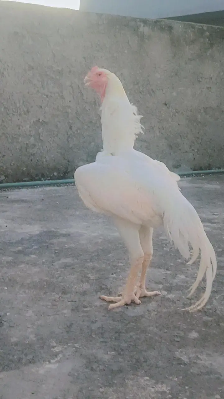 Shamo German Breed | Fertile Eggs, Chicks, Breeders for sale — photo 3