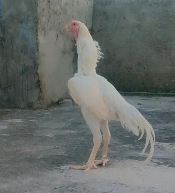 Shamo German Breed | Fertile Eggs, Chicks, Breeders for sale — photo 4