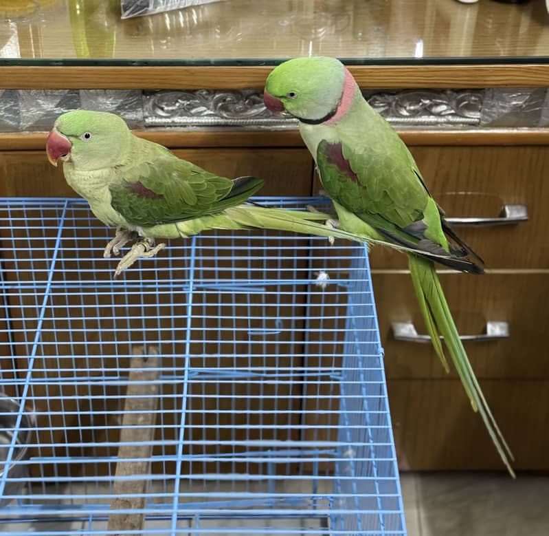 Raw Parrots pair 0