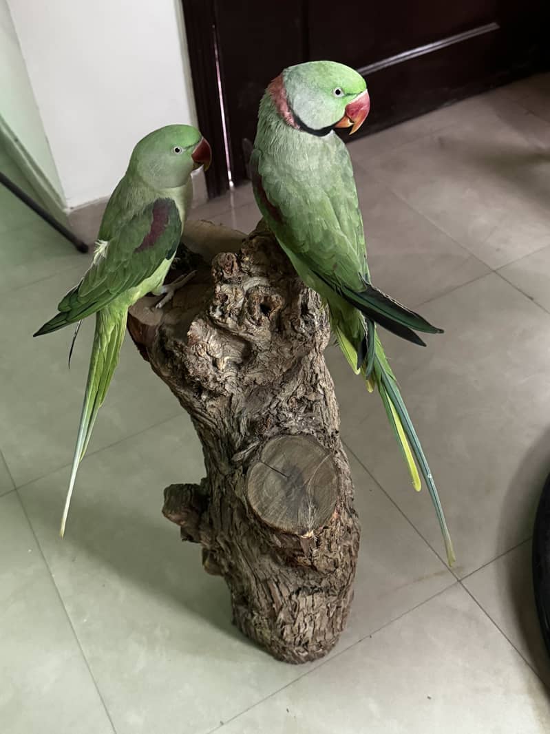 Raw Parrots pair 1