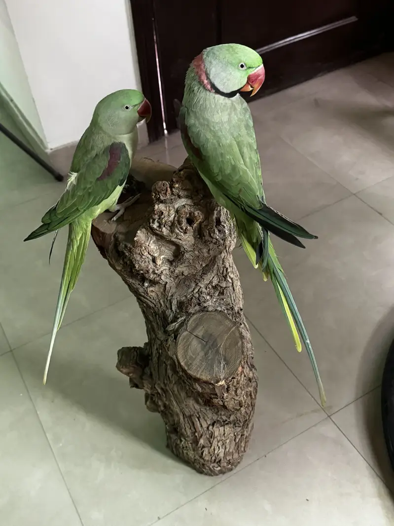 Raw Parrots pair — photo 2