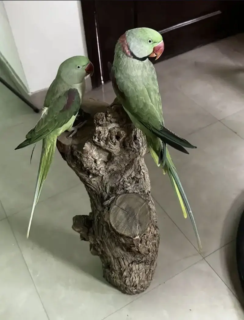 Raw Parrots pair — photo 3