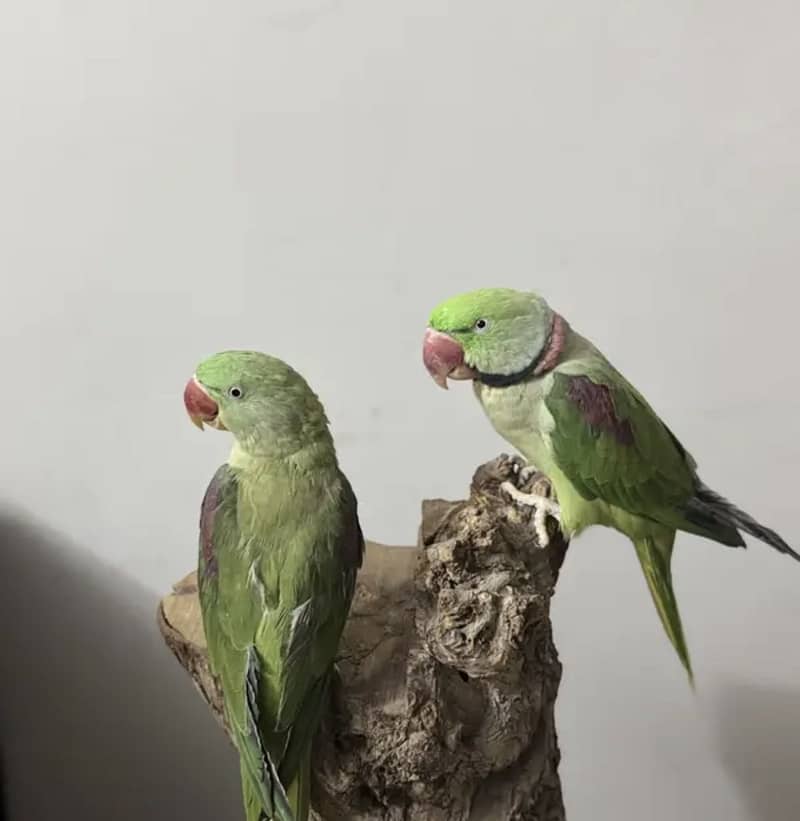 Raw Parrots pair 3
