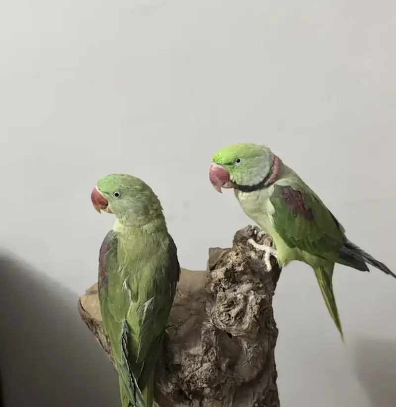 Raw Parrots pair — photo 4