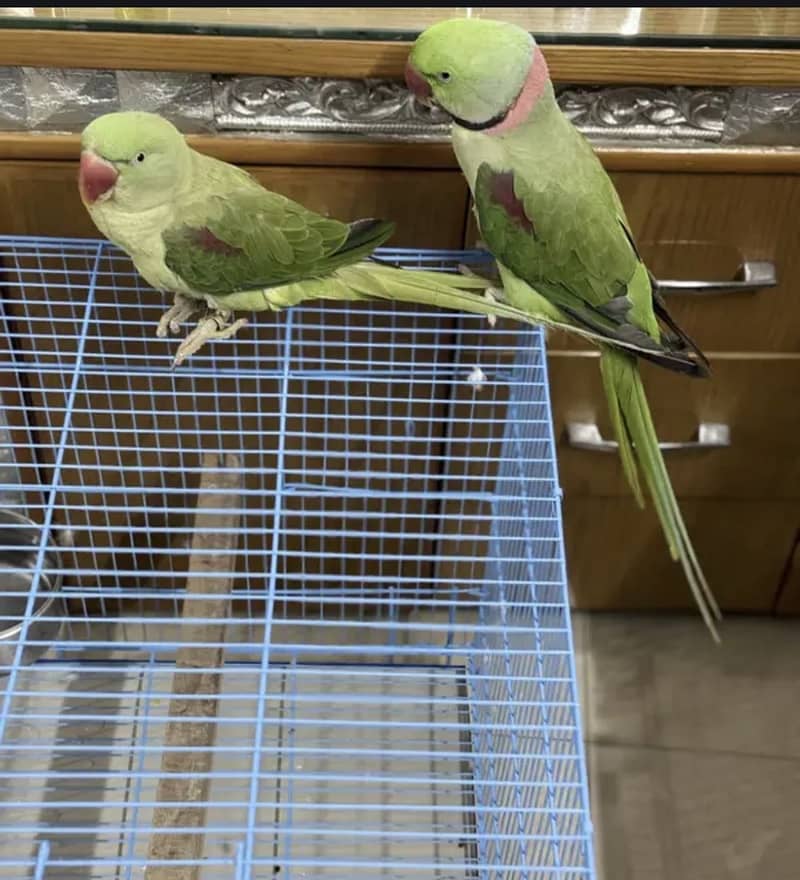 Raw Parrots pair 4