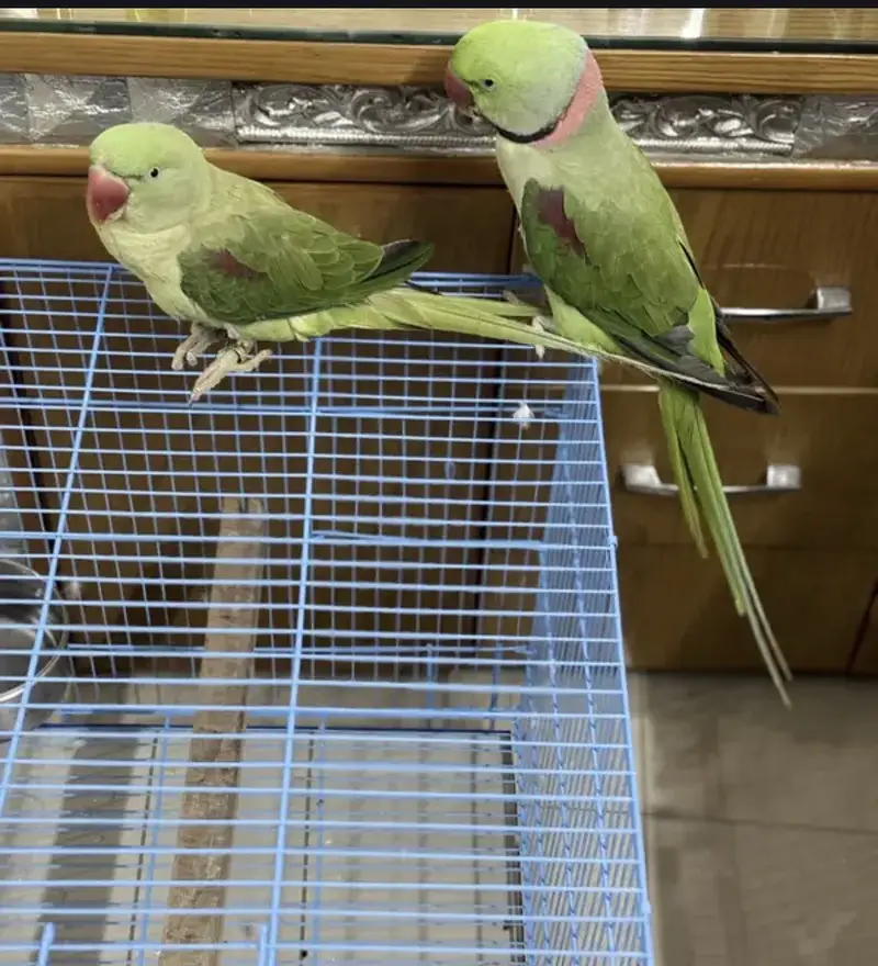 Raw Parrots pair — photo 5