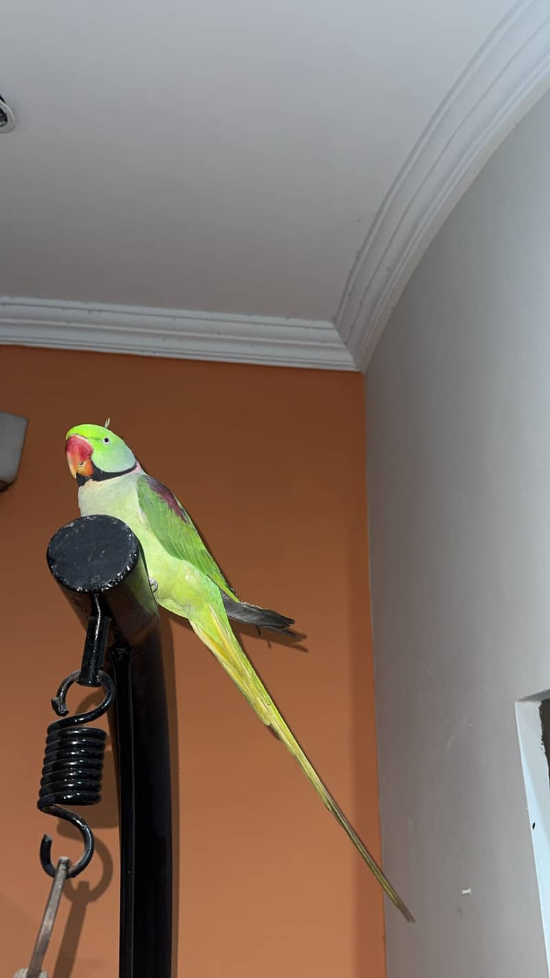 Raw Parrots pair 5