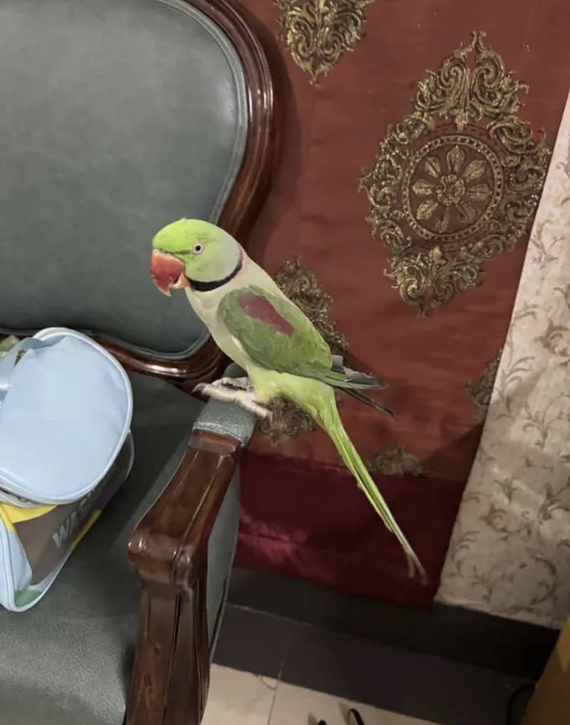 Raw Parrots pair 6