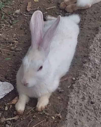 albino red eyes rabbit for sail home breed