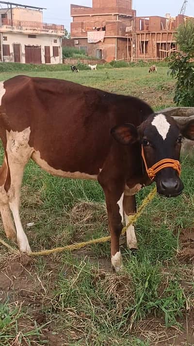 Friesian cross wachi