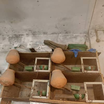 parrot cage