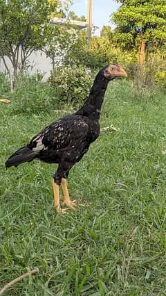 Aseel Peshawari Jawa