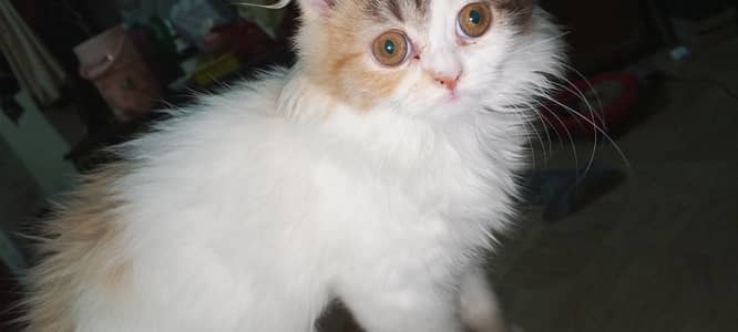 cute and lovely female kitten. . . name Lily. . . mashallah full active. . .