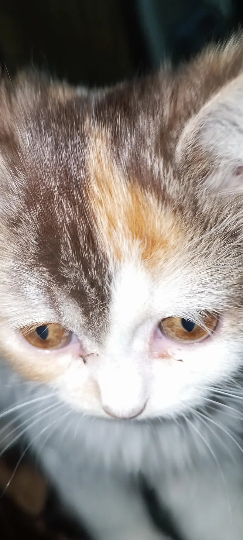 cute and lovely female kitten. . . name Lily. . . mashallah full active. . . — photo 2