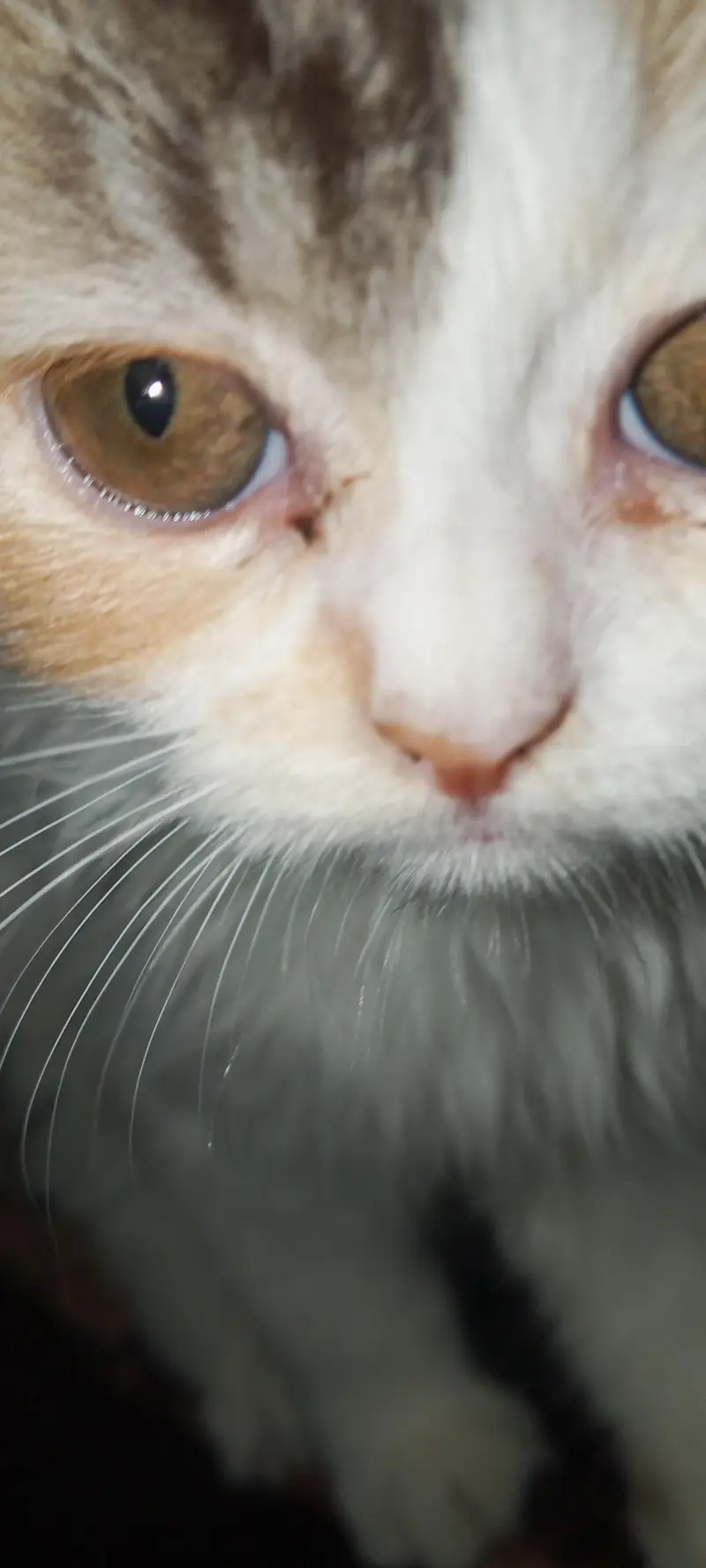 cute and lovely female kitten. . . name Lily. . . mashallah full active. . . — photo 3