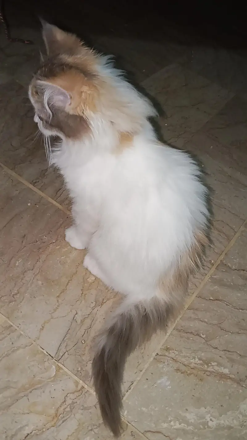 cute and lovely female kitten. . . name Lily. . . mashallah full active. . . — photo 4