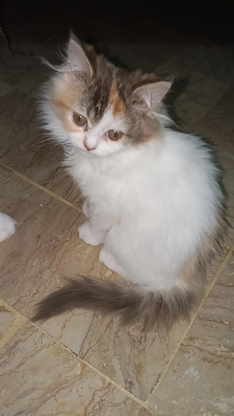 cute and lovely female kitten. . . name Lily. . . mashallah full active. . . — photo 5