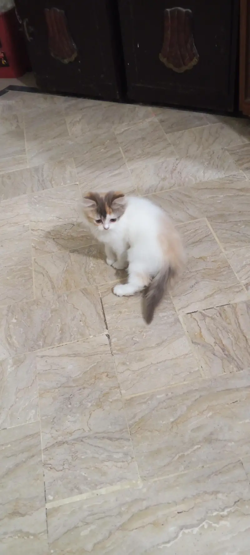 cute and lovely female kitten. . . name Lily. . . mashallah full active. . . — photo 6
