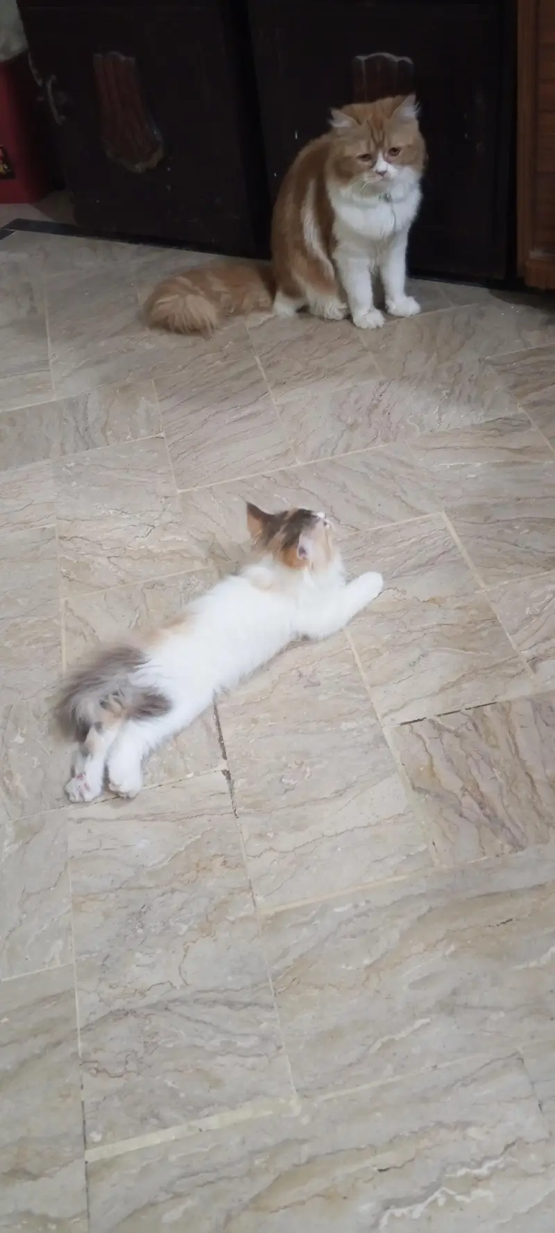 cute and lovely female kitten. . . name Lily. . . mashallah full active. . . — photo 8