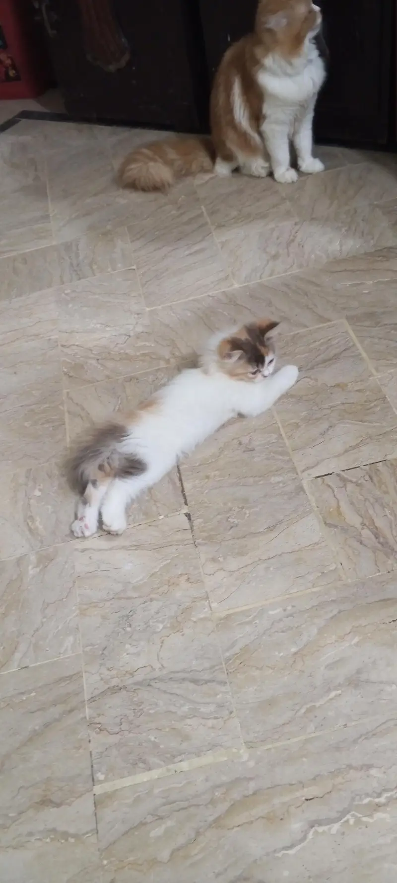 cute and lovely female kitten. . . name Lily. . . mashallah full active. . . — photo 9