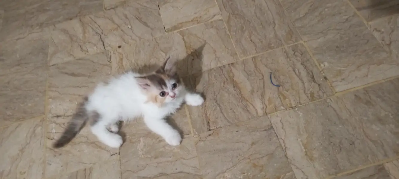 cute and lovely female kitten. . . name Lily. . . mashallah full active. . . — photo 10