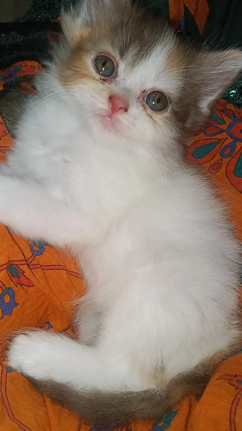 cute and lovely female kitten. . . name Lily. . . mashallah full active. . . — photo 11