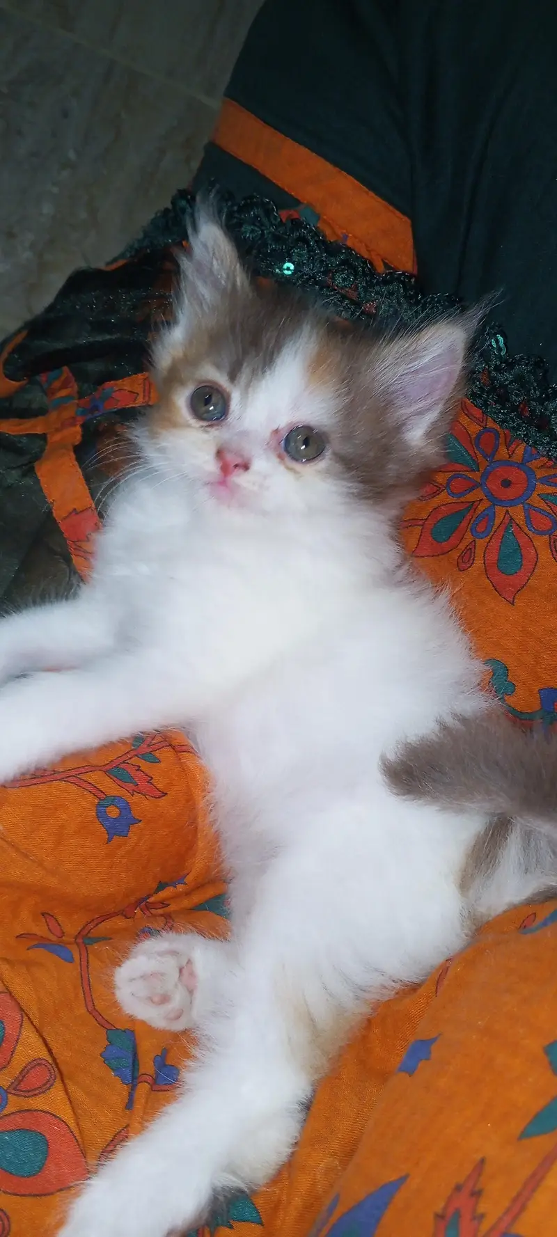 cute and lovely female kitten. . . name Lily. . . mashallah full active. . . — photo 12