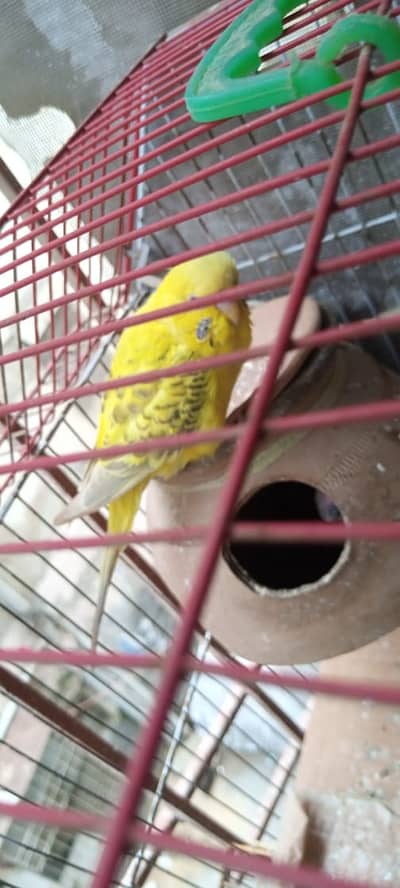 Australian birds for sale in Karachi