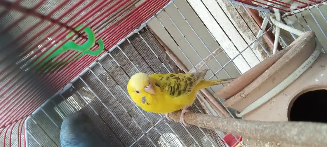 Australian birds for sale in Karachi — photo 2