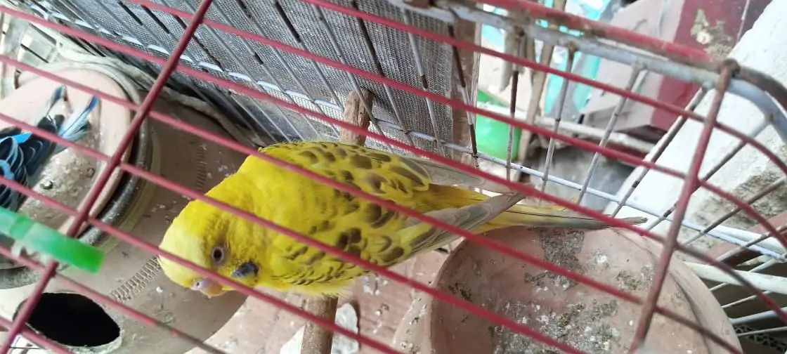 Australian birds for sale in Karachi — photo 3